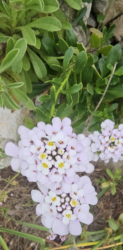 Iberis gibraltarica, photograph 2