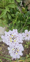 Iberis gibraltarica, photograph (c) froggymum, some rights reserved (CC BY)