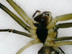 Leucauge argentina