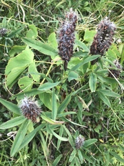 Trifolium rubens