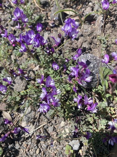 depauperate milkvetch (Astragalus pauperculus)