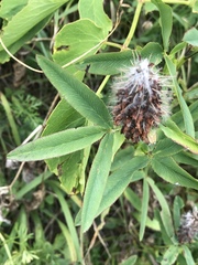 Trifolium rubens