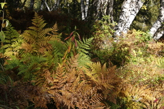 Pteridium latiusculum japonicum