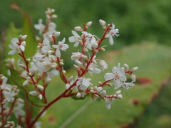 Koenigia polystachya
