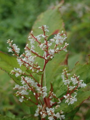 Koenigia polystachya