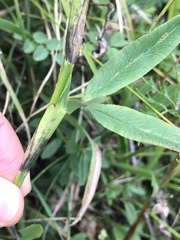 Trifolium rubens