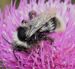 Bombus mesomelas