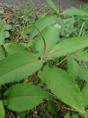 Koenigia polystachya