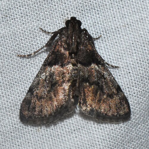 Zeller's Macalla Moth photo 5