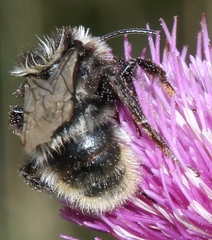 Bombus mesomelas