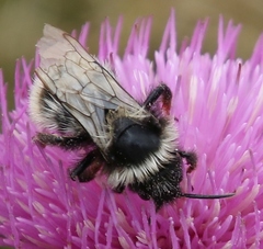 Bombus mesomelas