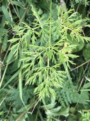 Peucedanum austriacum