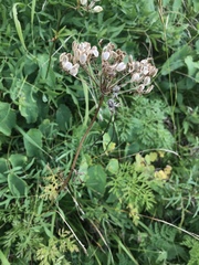 Peucedanum austriacum