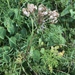 Peucedanum austriacum - Photo (c) Muriel Bendel, some rights reserved (CC BY-NC), uploaded by Muriel Bendel