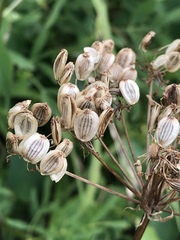 Peucedanum austriacum