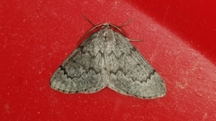 Nepytia pellucidaria