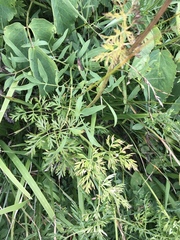 Peucedanum austriacum