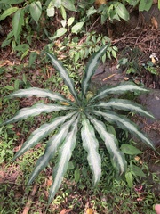 Arisaema consanguineum, photograph 謝鈞諭, CC BY, iNaturalist via GBIF