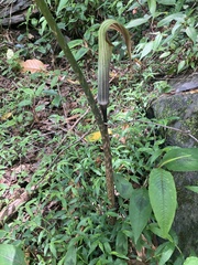 Arisaema consanguineum, photograph 謝鈞諭, CC BY, iNaturalist via GBIF