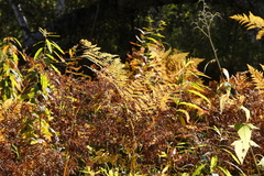 Pteridium latiusculum japonicum