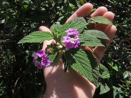 Lantana rugulosa, photograph 2