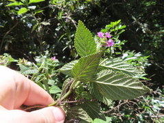 Lantana rugulosa, photograph (c) Eric Schmidt, some rights reserved (CC BY)