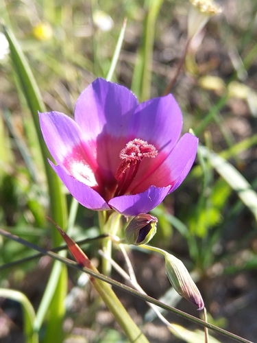 Image of Geissorhiza eurystigma by (c) Jacques van der Merwe, some rights reserved (CC BY-SA)