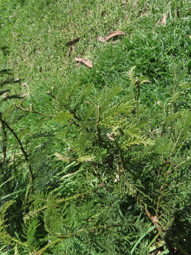 Mimosa quitensis, photograph 5