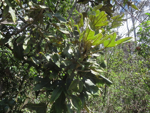 Oreopanax ecuadoriensis, photograph 4