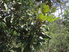 Oreopanax ecuadoriensis, photograph Eric Schmidt, CC BY, iNaturalist via GBIF