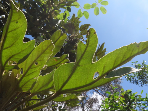 Oreopanax ecuadoriensis, photograph 5