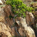 Ficus ingens - Photo (c) Richard Gill,  זכויות יוצרים חלקיות (CC BY-NC), הועלה על ידי Richard Gill