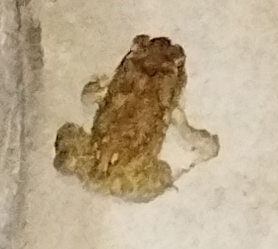 Indian Common True Toad