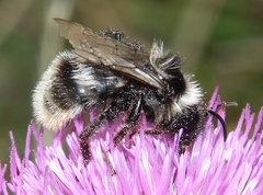 Bombus mesomelas