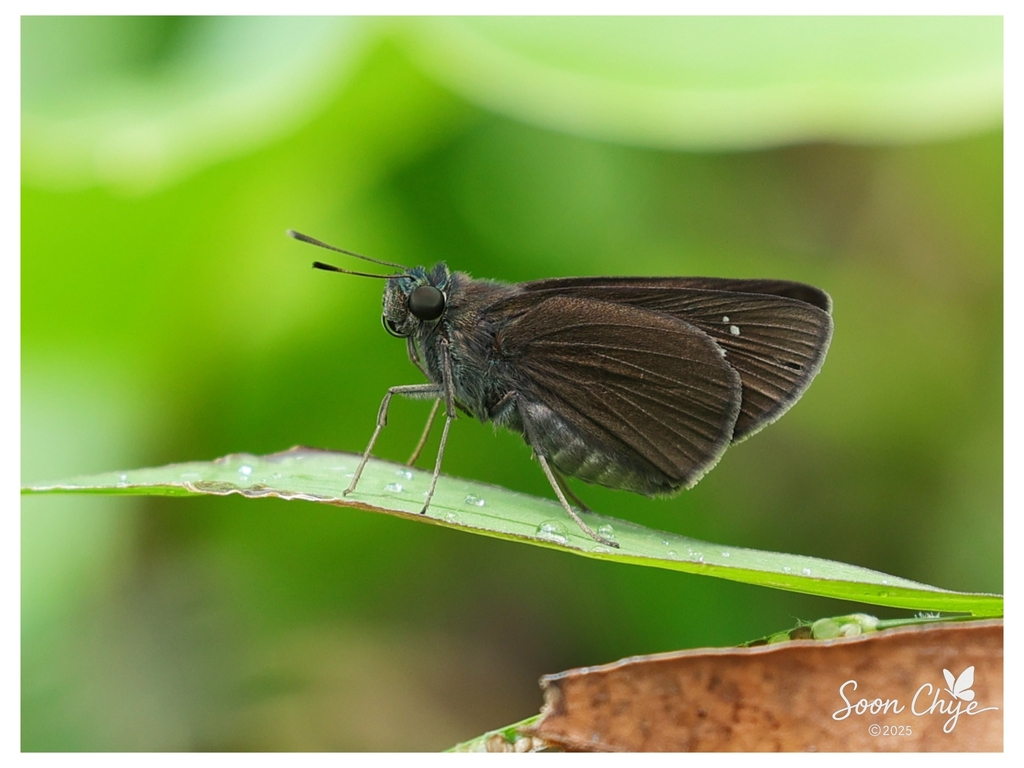 Tufted Swift