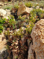 Parinari capensis capensis