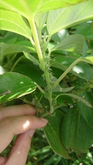 Pipturus arborescens