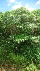 Pipturus arborescens