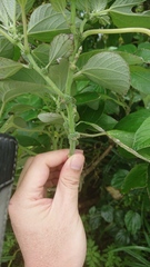 Pipturus arborescens