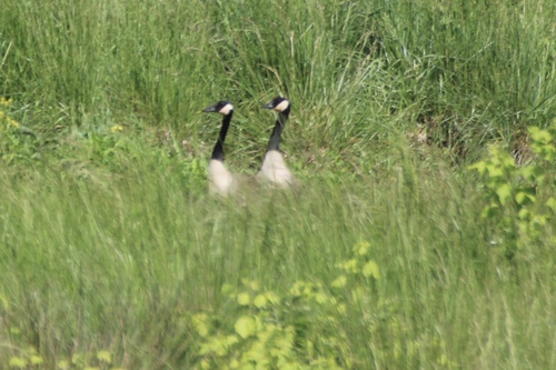 Canada Goose photographed in Arkansas