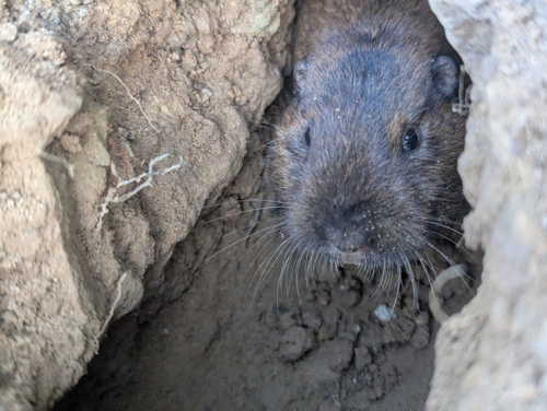iNaturalist observation photo of Botta's Pocket Gopher