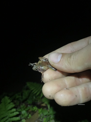 Microhyla sundaica