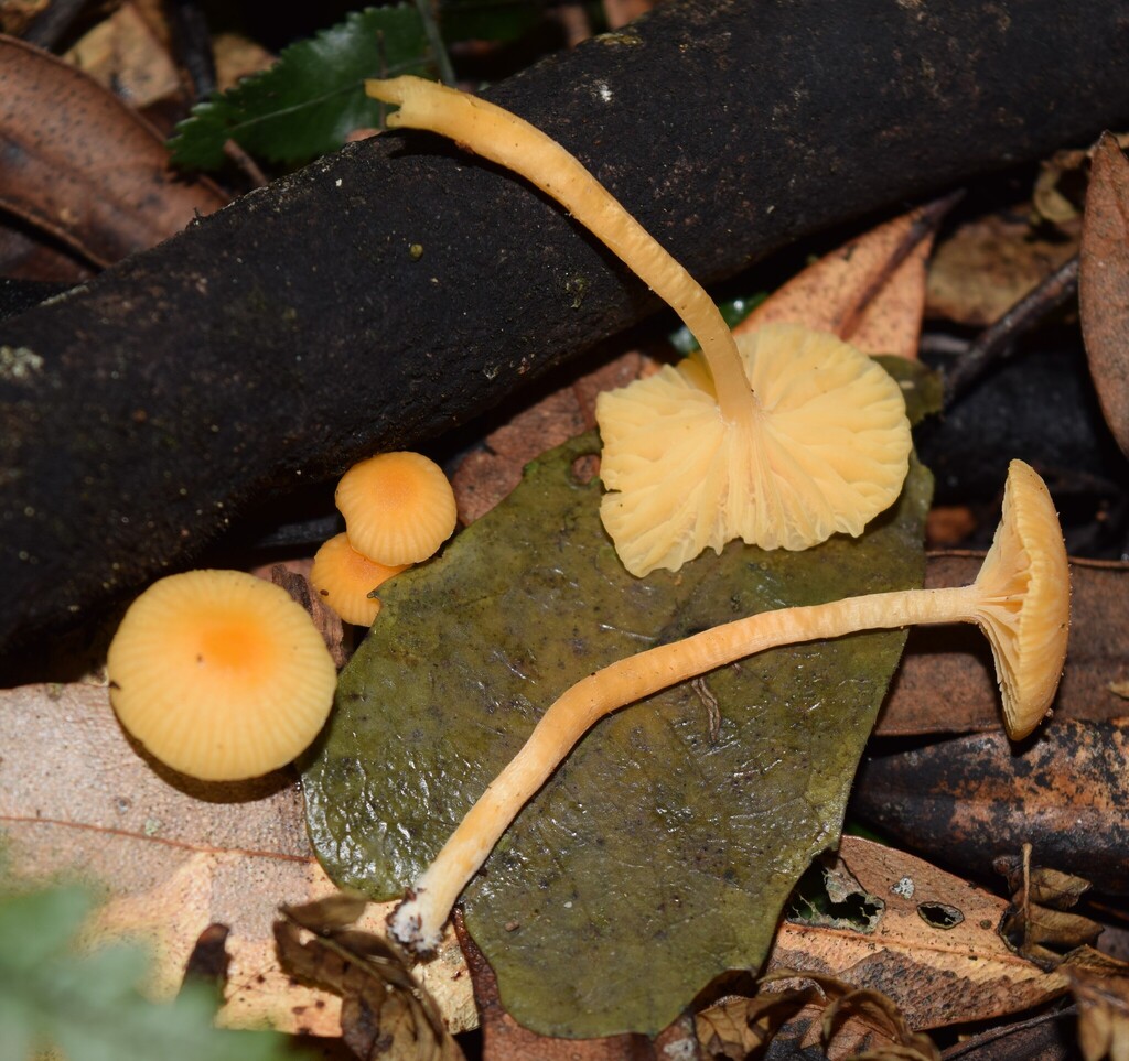 Cuphophyllus aurantiopallens · May 2025 · photo: © davidwhyte (iNaturalist, cc-by-sa)