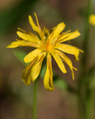 Microseris nutans