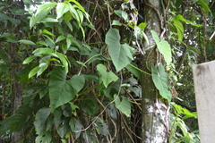 Philodendron jacquinii