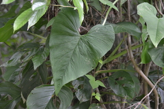 Philodendron jacquinii