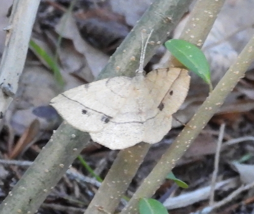 Thin-Lined Erastria photo 3