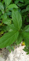 Calycanthus floridus