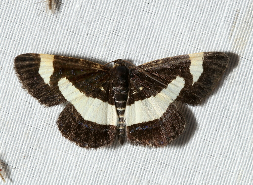 Rare Spring Moth photo 2