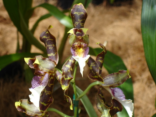 Harry's Odontoglossum
